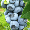 blueberry thumbnail