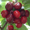 cherries pickcond