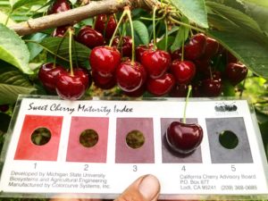 Cherry color chart