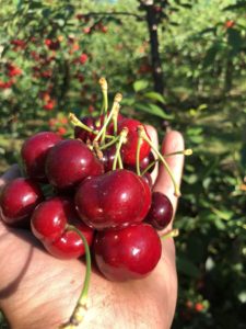 Handful of cherries