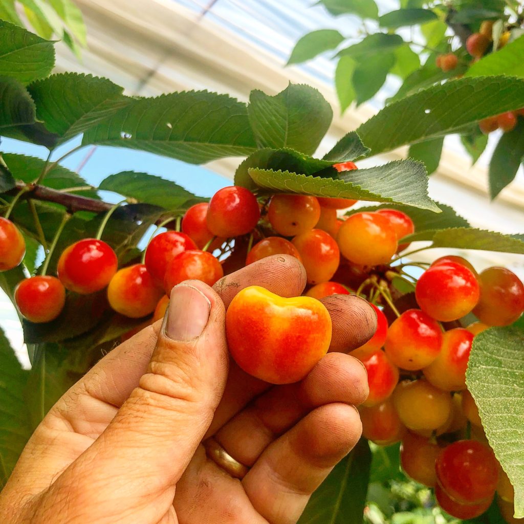 We grow cherries, both sweet and tart for PYO and in farm picked quarts