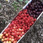 Cherries - PYO Season Late June through Early July