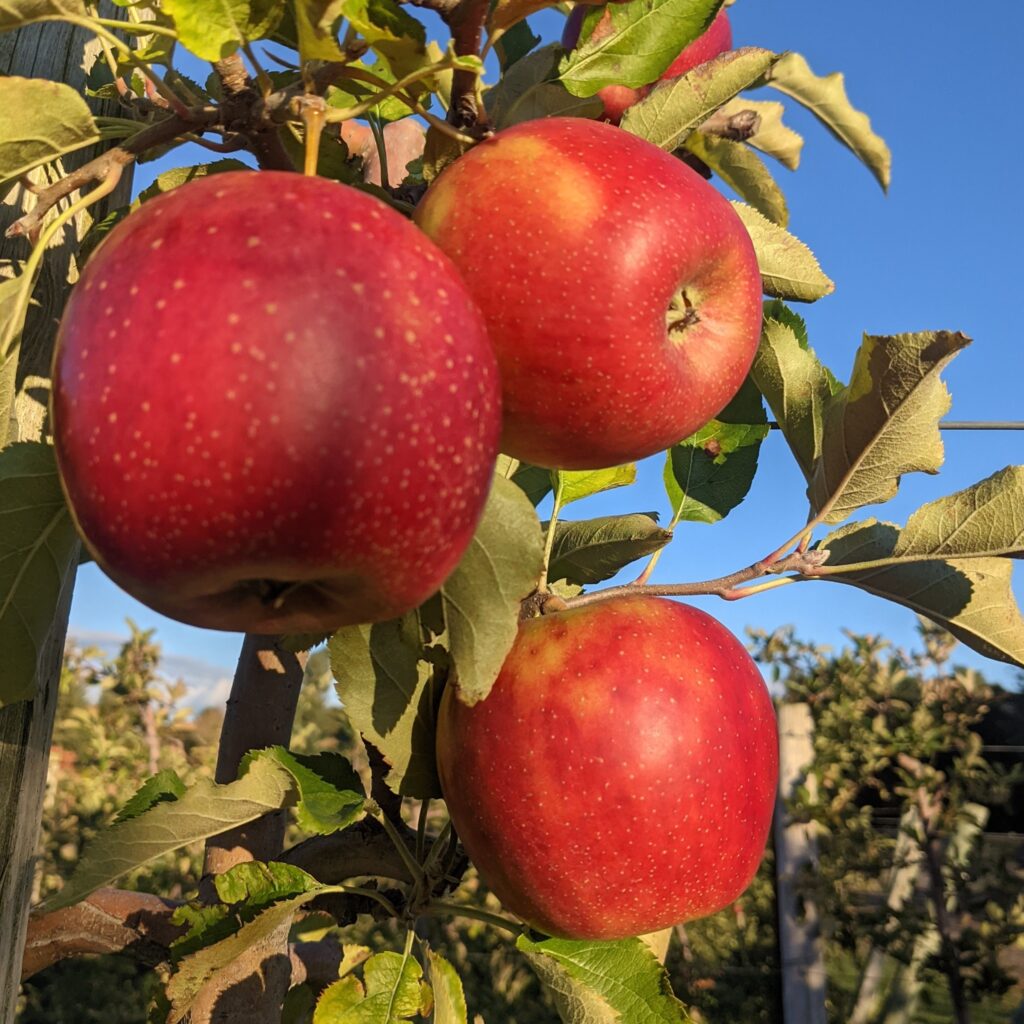 Beautiful apples growing in our pick your own apple orchard.