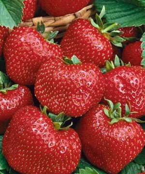 AC Valley Sunset Pick Your Own (PYO) Strawberry Variety at Tougas Family Farm