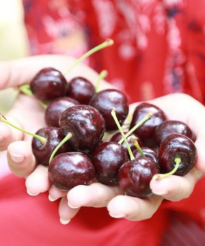 Benton Sweet Cherries are one of the many cherry varieties available to PYO at Tougas Family Farm