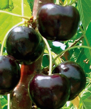 The Blackpearl Cherry is a sweet favorite at Tougas Family Farm only 45 minutes west of Botson