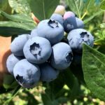 Blueberries - Pick Your Own Season Early July through Mid August