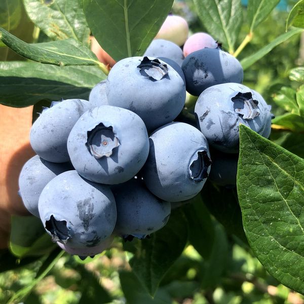 Blueberries are grown for pyo and farm-picked