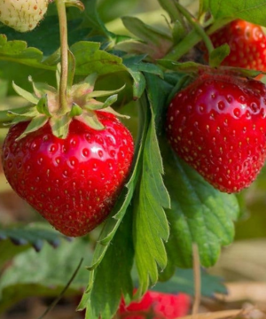 The Flavorfest Strawberry is one of the many PYO strawberry varieties grown at Tougas Family Farm.