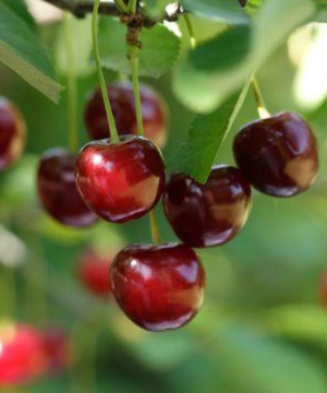 Hudson Cherries are grown at Tougas Family Farm, 45 minutes west of Boston