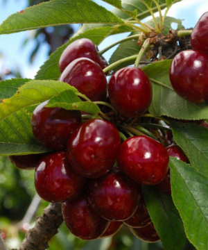 The Lapin Cherry is a popular PYO cherry variety at Tougas Family Farm, 45 minutes west of Boston
