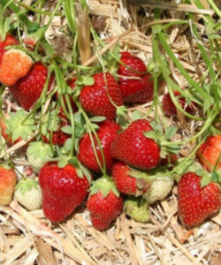 The Rutgers Scarlet Strawberries for Pick your Own Strawberry Field