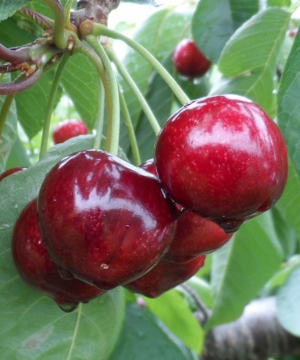 The deeply sweet Sandra Rose Cherry variety is grown at Tougas Family Farm, 45 minutes west of Boston