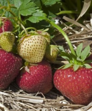 Sonata Strawberries are grown at Tougas Family Farm