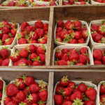 FRESH, FARM-PICKED STRAWBERRIES