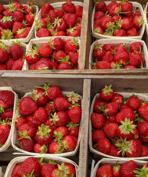 AC Wendy Strawberry variety is grown at Tougas Family Farm