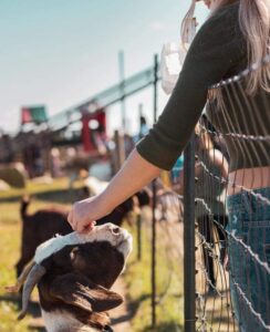 Goats, alpaca, jacob sheet, chickens, guinea hens at Tougas Family Farm Barnyard