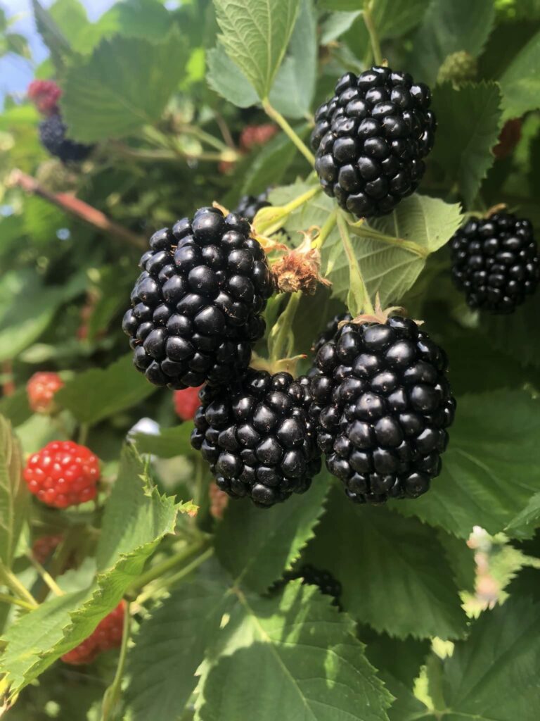Big, juicy and delicious blackberries available for picking your own.
