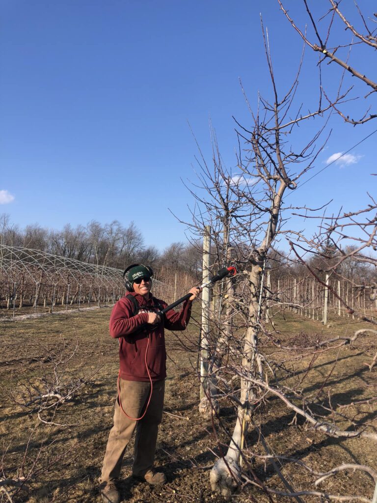 Pruning our pick your own apple trees