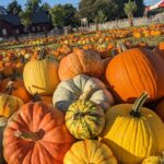Pumpkins - PYO Season Labor Day weekend through Early November
