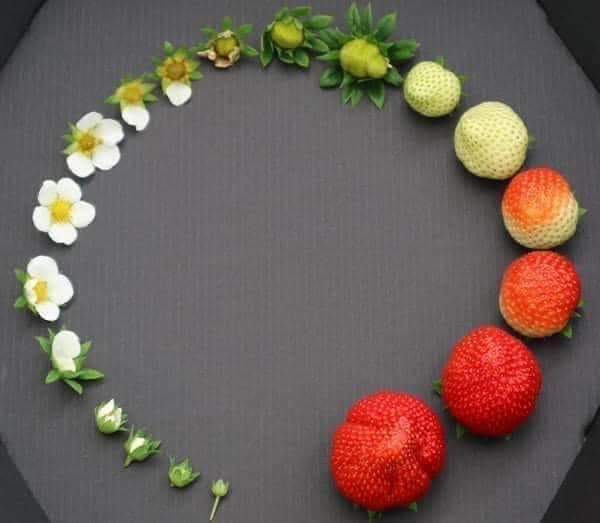 The Evolution of a Strawberry