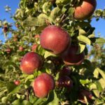 Apples - Pick Your Own Season Mid August through Early November