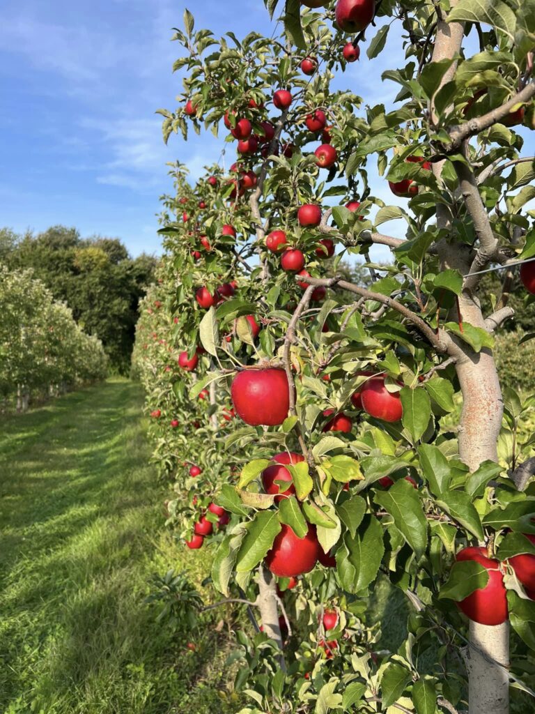 Apple trees in one of our apple orchards