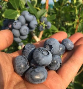 Big and juicy blueberries for you to pick your own