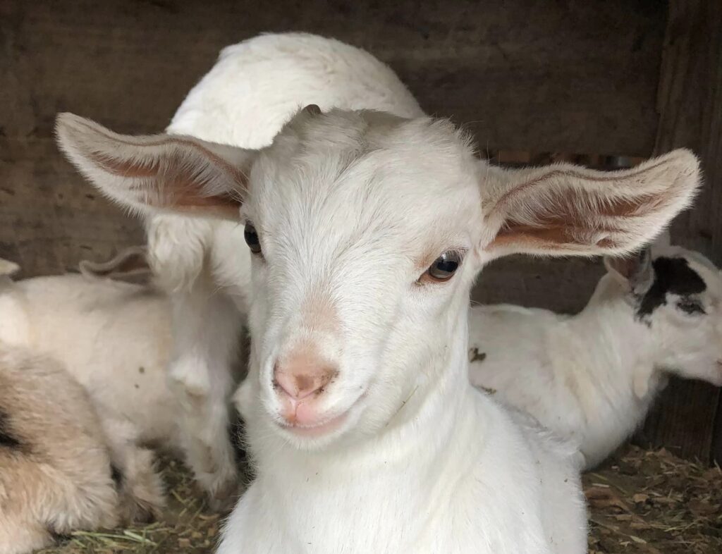 baby goats at Tougas Family Farm