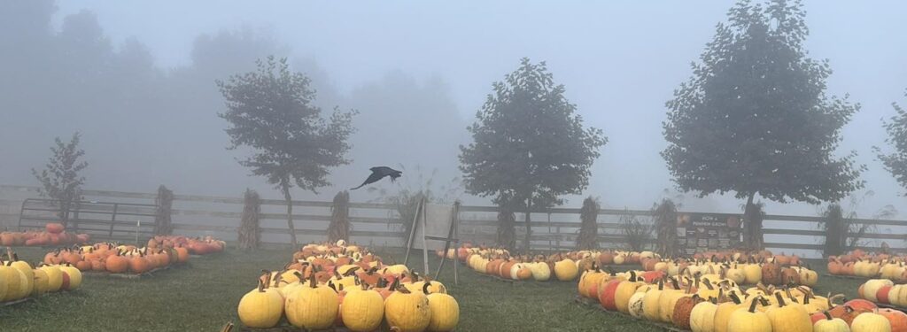 Spooky pumpkin patch in the fog!