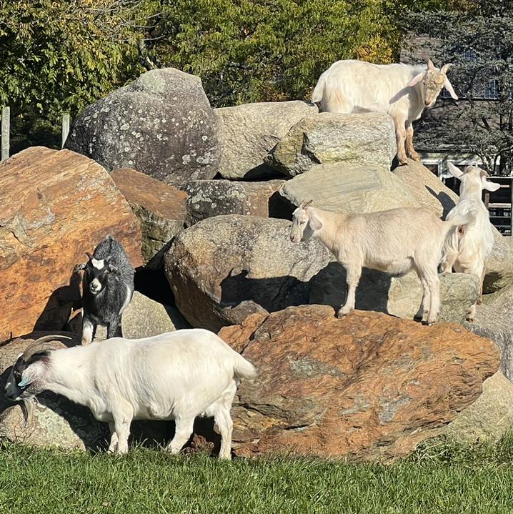 Goats in barnyard on rock mountain