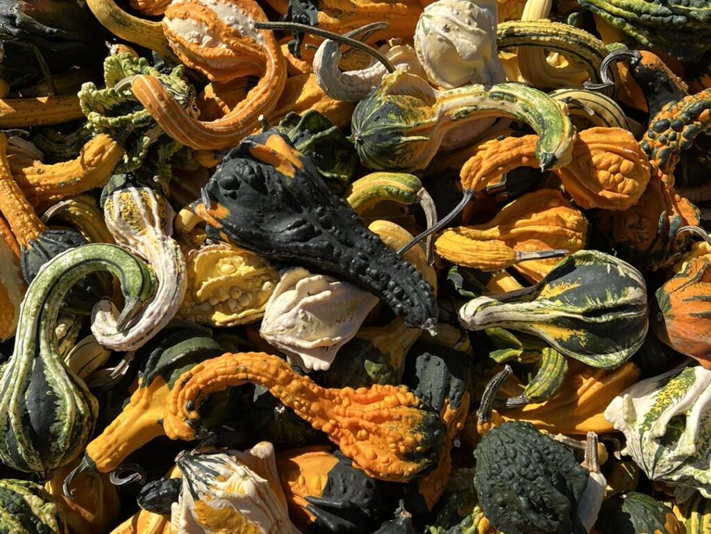 Fall Gourds of all sizes and shapes for your autumn decorations