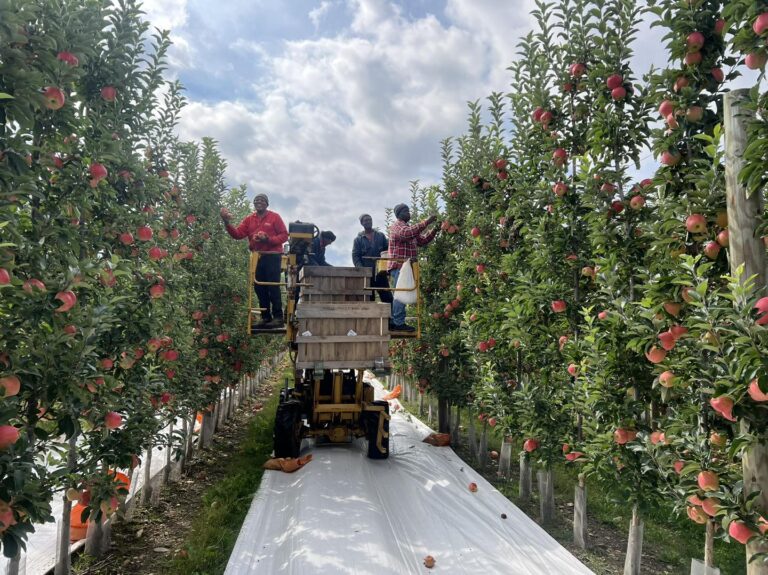 Tougas employees picking apples