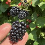 Pick Your Own Blackberry Experience