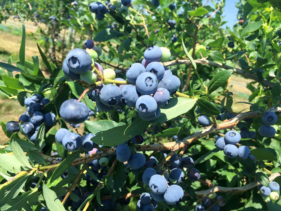 High bush blueberries full of berries