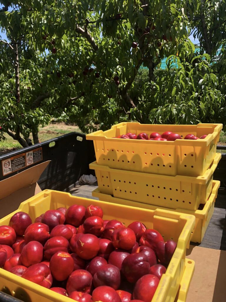 Farm-picked nectarines for our Farm Store