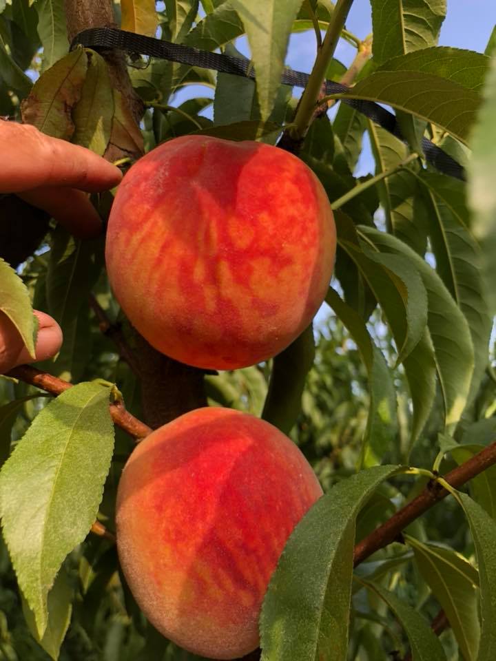 Peaches growing on peach trees to PYO