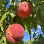 PEACH PICKING 