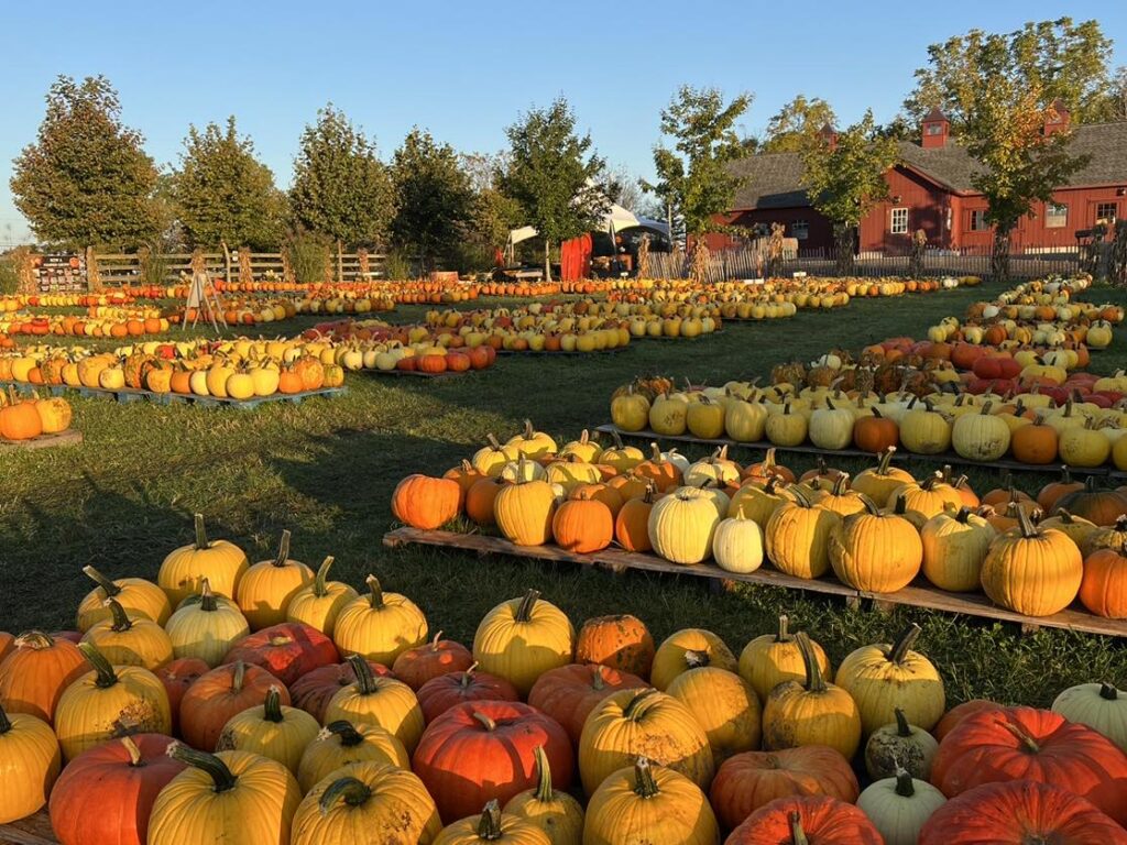 The Great Tougas Pumpkin Patch is HUGE