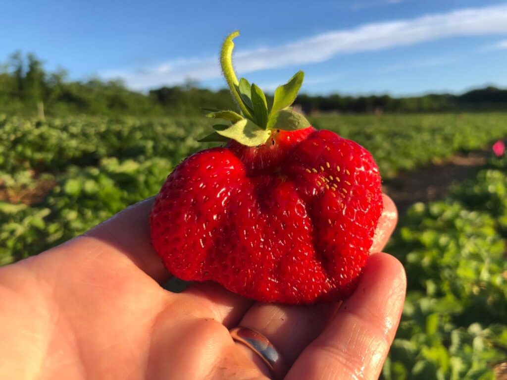 Picking your own fruit like our huge, juicy, sweet strawberry
