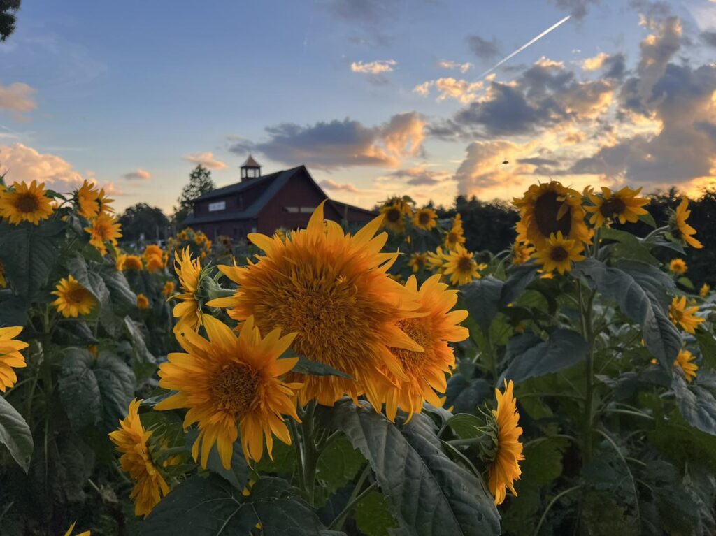 Sunrise over sunflowers at Tougas Family Farm