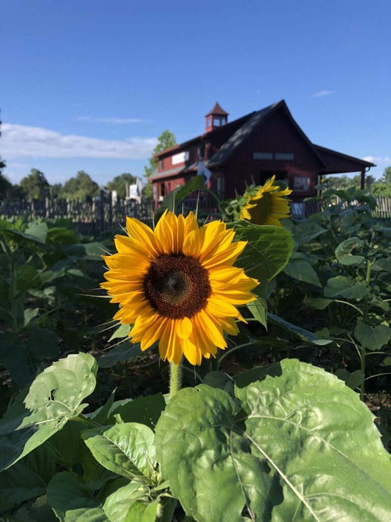 Sunflowers at the West Entrance