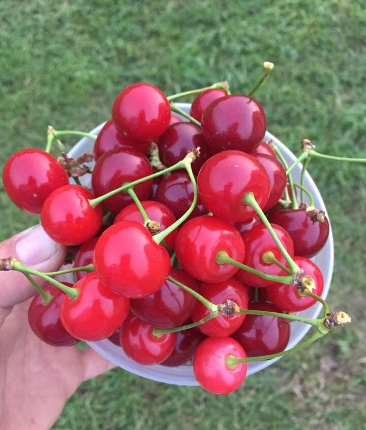 Picking your own fruit like this bowl of tart cherries