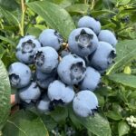 Pick Your Own Blueberry Experience