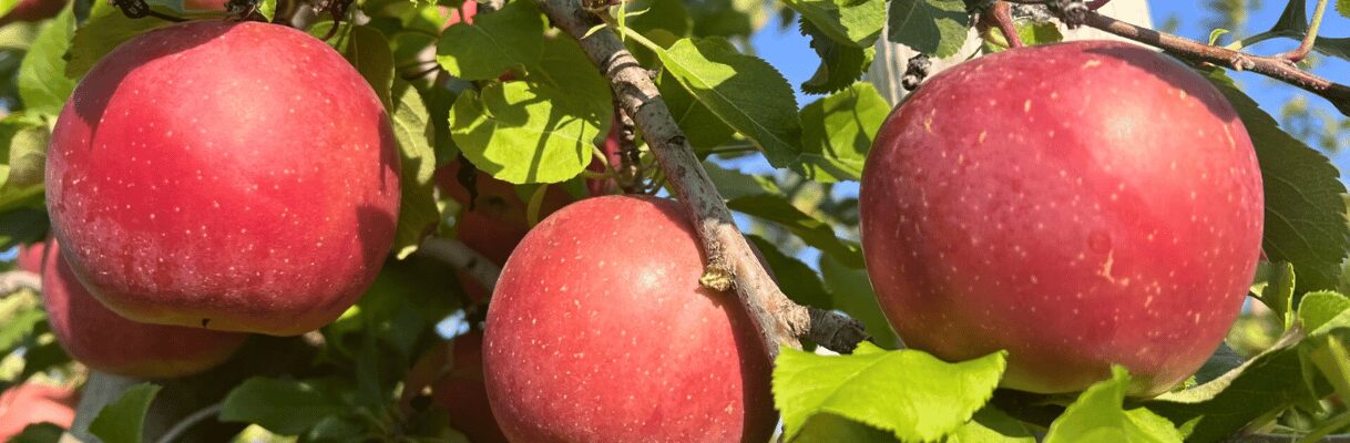 Early Fuji apples are ready for apple picking