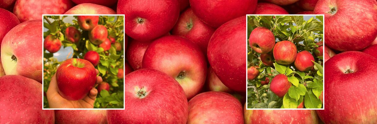 Honeycrisp Apples are Now Available for Picking