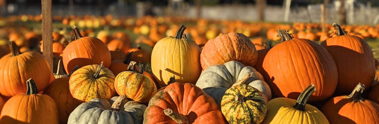 The Great Tougas Pumpkin Patch