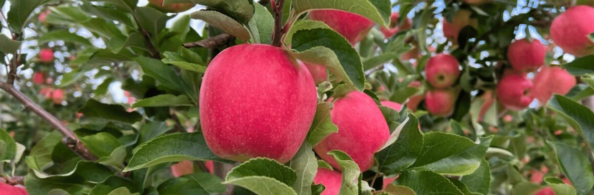 Ambrosia Apples are ready to pick!