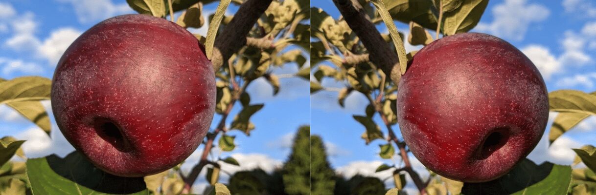 Now picking Empire Apples