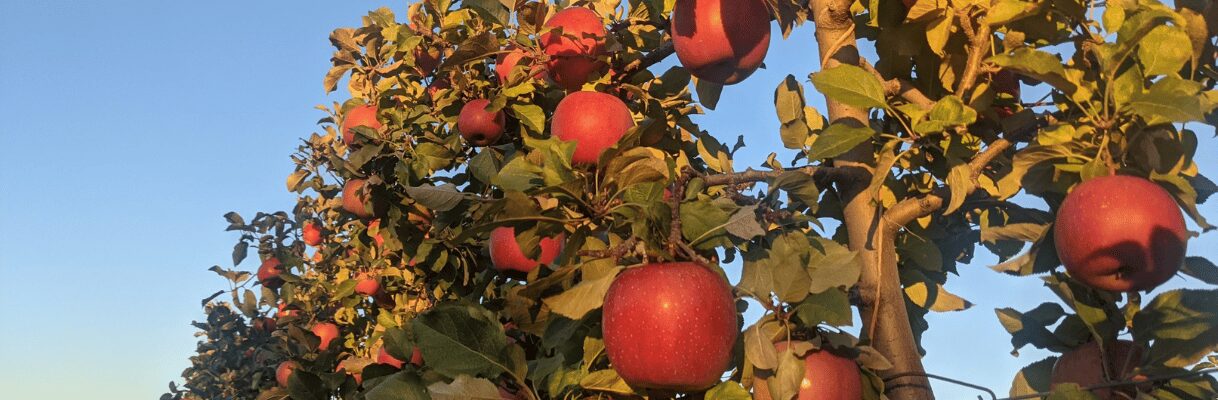 Apple Picking season